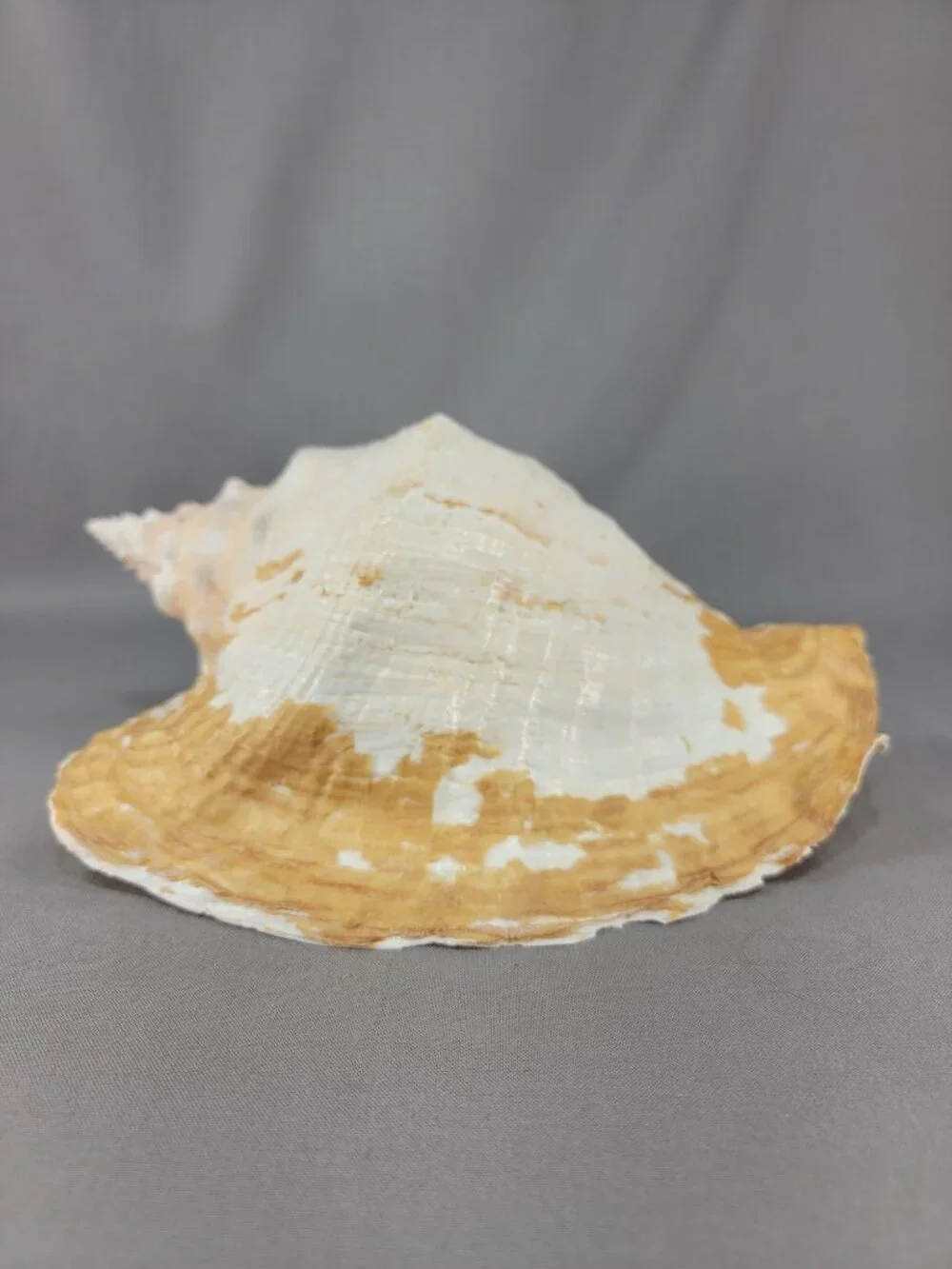 Vtg Natural Conch Shell Seashell Beach Nautical Home Decor Distressed Weathered